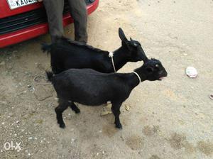 Two female short goats