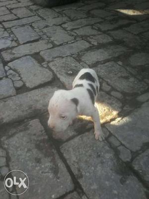 White And Black Shorted Puppy