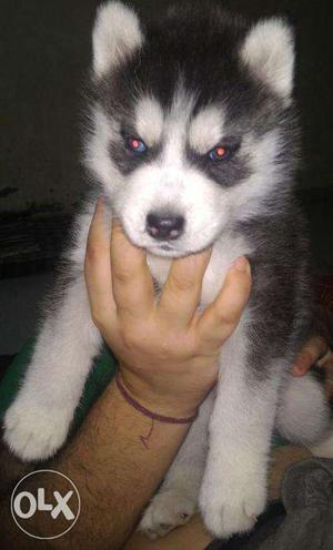White And Black Siberian Husky Puppy with paper