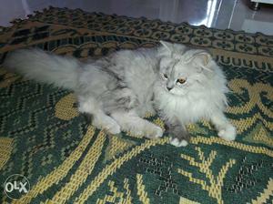 White And Silver Coated Cat 'Percian cat female.