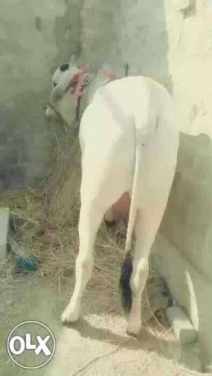 White Cow In Hyderabad