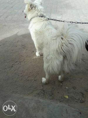 White Long Snout Long Coated Dog
