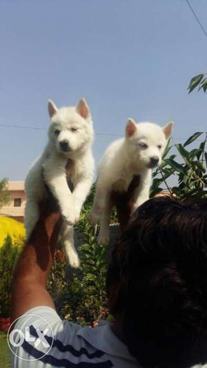 White husky male and female blue eyes puppies