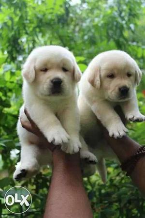 Yellow Labrador Puppies with paper and non paper