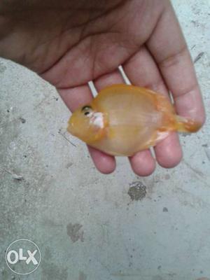 Yellow parrat fish.