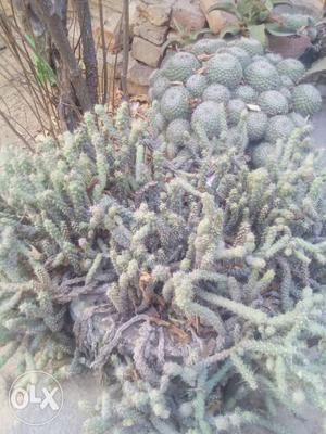 Cacti Plant Lot