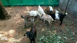 Male and female kids, female goat and kids, to 
