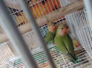 Two Green Birds