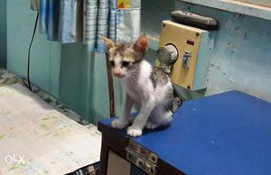 1.5 month old male kitten in mumbai