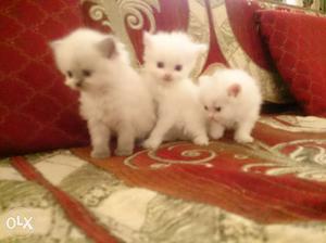 1 months semi punch persian kittens
