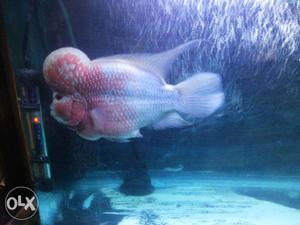 10 inches flowerhorn fish very active and aggressive