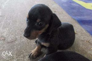 1Month old pure dachshund puppys avilable