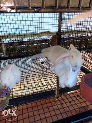 1whight female rabbit &2babys