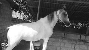 2.5 years kathiyavary horse,good riding