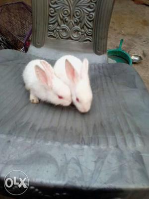 2 month baby mikiy white rabbit