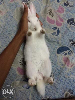 2 rabbits age2-3months in mvp colony, vizag...