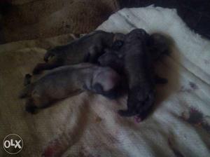 3 Grey Short Coat Puppies