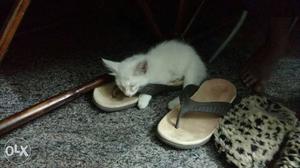 3 month old male TUA kitten for sale. Want to