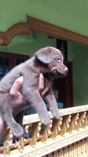 30 days male puppy in Trivandrum contact Mukesh