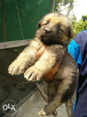 30days old certified show quality Bush coat GSD