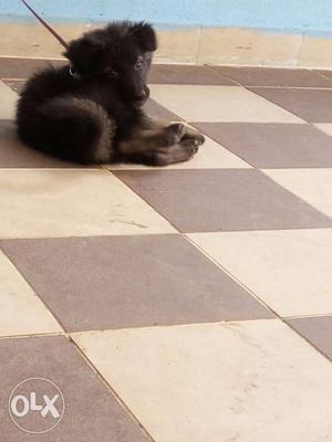 3mths German Shepherd double coated urgent sell
