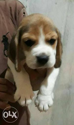 40 days show quality Beagle female puppy with KCI