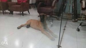 5months old pure breed great Dane dog for sale