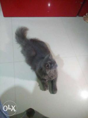 9 months old female Persian cat Ash grey