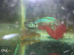 A pair red and green Betta fishes male & female