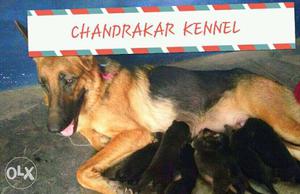 All breed pups available at CHANDRAKAR KENNEL