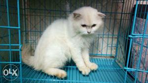 All colours persian kittens r available