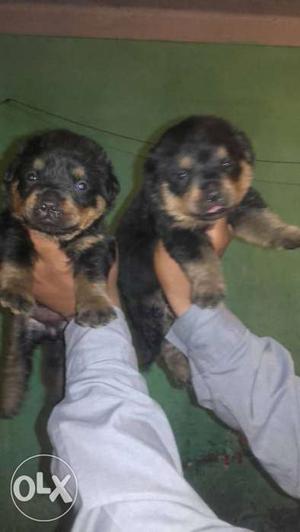All tipe puppy sales top quality