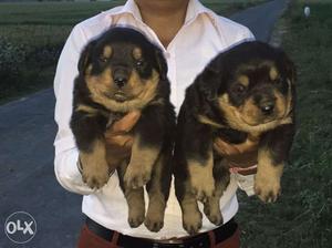 Allahabad ||| Supply\\\ Rottweiler Beagle Pug and