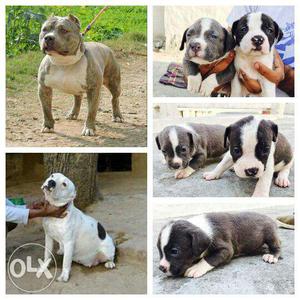 Am bully pup sale male nd female age 35 days