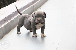 American Bully Pocket Size Import Line Male Puppy