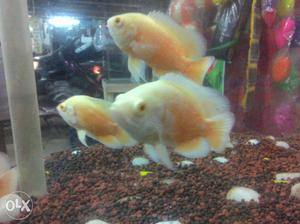Ascore fish pair ₹500 only