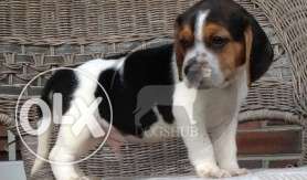Beagle FT male Try OLIKE color best and active puppy B