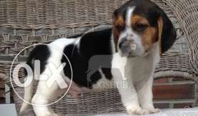 Beagle LP puppies OP black and brown color dark B