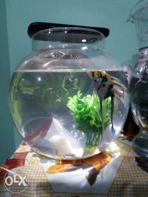 Best fish bowl for home