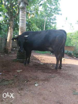 Black Cow For Sale