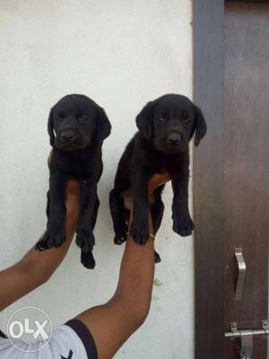 Black Labrador Female Puppy available