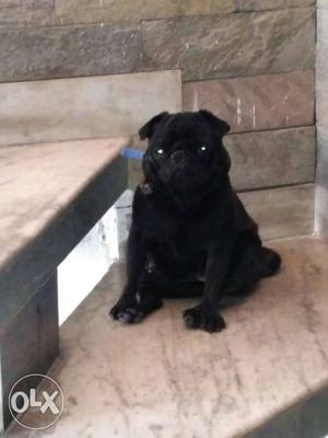 Black Pug In Amritsar