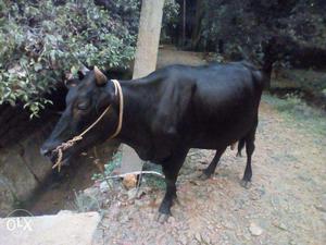 Black color jersey cow