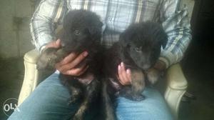 Black face German shepherd puppy pair for sale