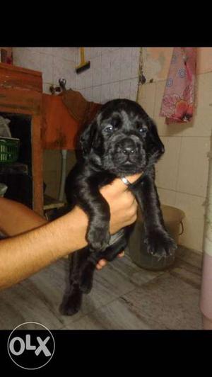 Black imported male lab pup,high quality,you