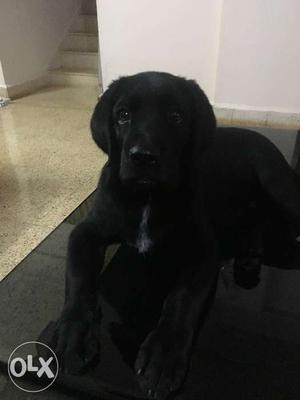 Black labrador 2 Months Male only seriously