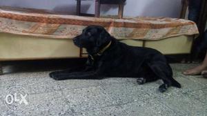 Black labrador Its not for selling...only available for