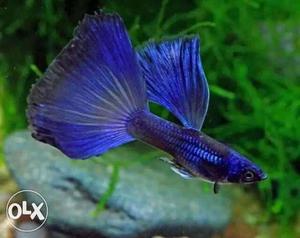 Breading pair Moscow blue guppy