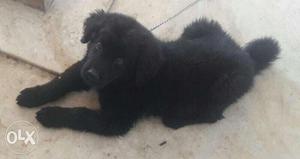 Breed - Gaddi (Tibetan Mastiff), Female, 53 Days Old, One