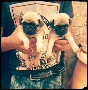 Brilliant quality inosent breed fawn pug pupp sell